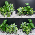 Smoothedo-Pets Fish Tank Decorations Aquarium Decoration Ornaments Accessories Betta Fish Hides Cave Rest Soft Leaf (Mix-Leaf-Set-C)