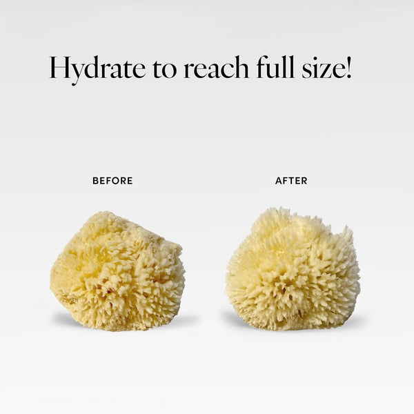 LATHER - Natural Sea Wool Sponge, 4-5" - Organic Exfoliating Body Scrubber - Soft, Gentle Cleansing - Hypoallergenic - All Skin Types - Florida