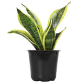 Altman Plants Live Snake Plant (Superba), Approx. 13" Tall, Virtually Indestructible, Easy Succulent Houseplant, 4 in Pot Sansevieria Superba