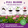 30+ Pcs Bonsai Bowl Lotus Seeds, Water Lily Flower Plant Seed Flowering Aquatic Fresh Garden Seeds for Pond Home Planting Ornamental(Mixed Color)