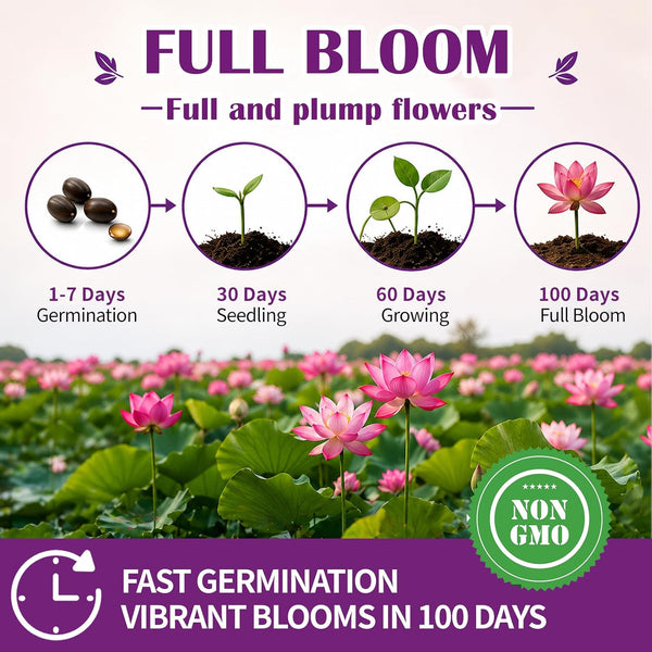 30+ Pcs Bonsai Bowl Lotus Seeds, Water Lily Flower Plant Seed Flowering Aquatic Fresh Garden Seeds for Pond Home Planting Ornamental(Mixed Color)