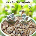 FANTIAN 5lbs Natural Pea Gravel Pebbles, 3/8 Inch Decorative Succulent Rocks Pebbles for Indoor Plants. River Rocks for Vase and Outdoor Garden