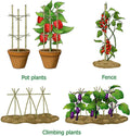 Cambaverd Bamboo Stakes 4ft Natural Plant Stakes for Tomatoes, Beans, Climbing Plants Support - 25 Pack Bamboo Sticks for Plants 4 FT-25PACK