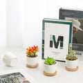 T4U 2.5 Inch Small White Succulent Planter Pots with Bamboo Tray round Set of 12, Ceramic Succulent Air Plant Flower Pots Cactus Faux Plants