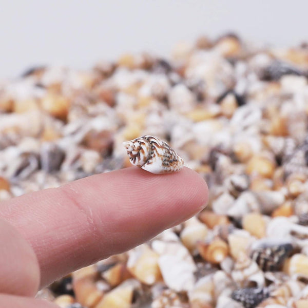 2000 PCS Tiny Mini Small Sea Shells for Crafting Spiral Conch Shells for Crafts Charms for Home Decorations Candle Decor DIY Fish Tank and Beach