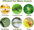 36 Pack Fruit Fly Trap for Indoors, Fungus Gnat Killer Indoor Sticky Traps for Mosquito, Bug Insect Catcher Killer for Houseplant