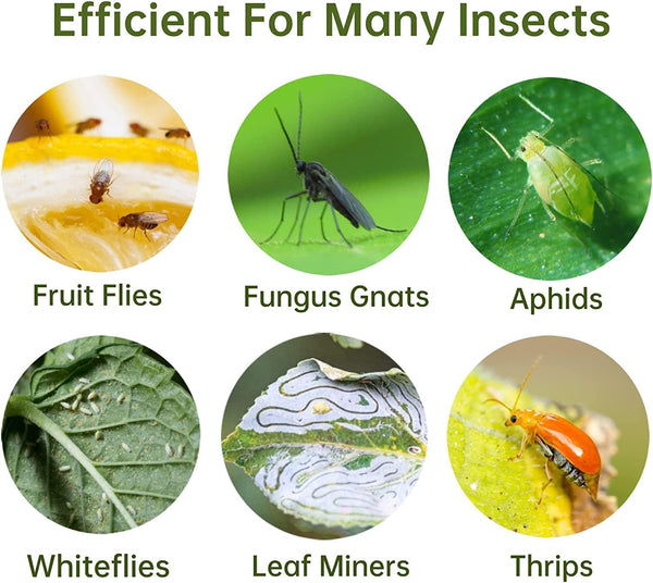 36 Pack Fruit Fly Trap for Indoors, Fungus Gnat Killer Indoor Sticky Traps for Mosquito, Bug Insect Catcher Killer for Houseplant