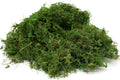 Generic Usmola Fake Moss, Artificial Green Moss for Potted Plants Fairy Garden Accessories, 4OZ (Fresh Green) 4 OZ