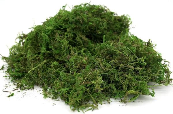Generic Usmola Fake Moss, Artificial Green Moss for Potted Plants Fairy Garden Accessories, 4OZ (Fresh Green) 4 OZ