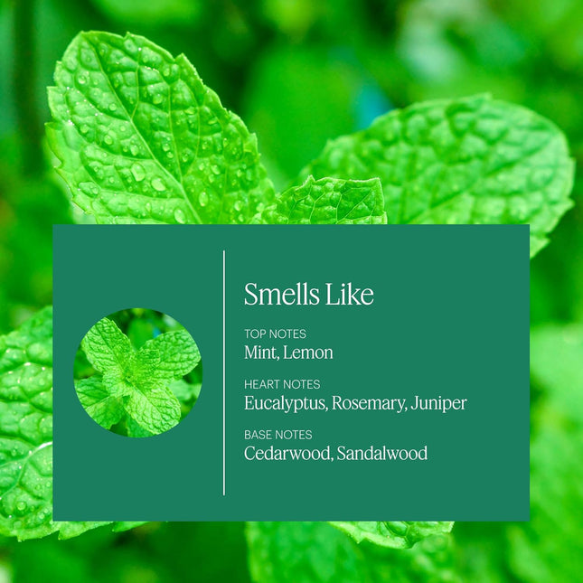 Aera Mini Home Hygiene Mint and Eucalyptus - Essential Oil for Home - Relaxing Fragrance - Notes of Orange Peel, Spearmi