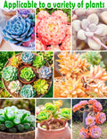 TOYPOPOR Leca Clay Pebbles for Plants, (3 Quarts) Leca Balls, Lightweight Clay Ball, Potting Mix, Grow Media Used for Drainage, Decoration,