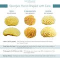 Neptune Caribbean Sea Sponge, Medium, Approx. 5-6 Inches