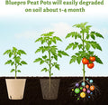 Bluepro 120 Packs 3.15 Inch Peat Pots, Biodegradable Pots for Seedlings with Drainage Holes, Herb Seed Starter 3.15 Inch-120Pcs Biodegradable Pots