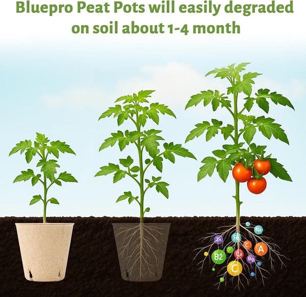 Bluepro 120 Packs 3.15 Inch Peat Pots, Biodegradable Pots for Seedlings with Drainage Holes, Herb Seed Starter 3.15 Inch-120Pcs Biodegradable Pots
