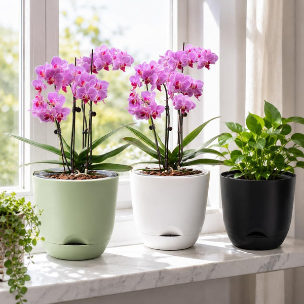 QCQHDU 2 Pack 5.7 Inch Orchid Pots with Holes for Repotting, Double-Layer and Self Watering Orchid Pot with Good Air Circulation Black 2packs 5.7IN