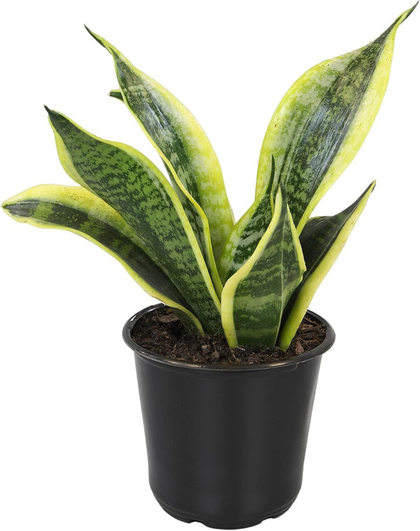 Altman Plants Live Snake Plant (Superba), Approx. 13" Tall, Virtually Indestructible, Easy Succulent Houseplant, 4 in Pot Sansevieria Superba