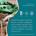 Teeccino Dandelion Tea Sampler - Caramel Nut, Coconut, Dark Roast, Mocha Mint, Red Chai, Turmeric - Roasted Herbal Tea, Caffeine Free & Prebiotic