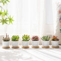T4U 2.5 Inch Small White Succulent Planter Pots with Bamboo Tray round Set of 12, Ceramic Succulent Air Plant Flower Pots Cactus Faux Plants