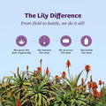 Lily of the Desert Vera Juice - Whole Leaf Filtered Aloe Vera Drink, Non-GMO Aloe Juice with Natural Vitamins, Digestive Enzymes for Gut Health,