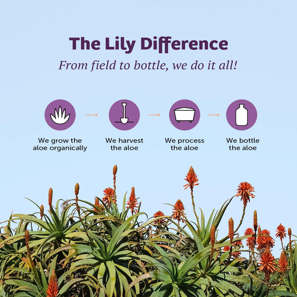 Lily of the Desert Vera Juice - Whole Leaf Filtered Aloe Vera Drink, Non-GMO Aloe Juice with Natural Vitamins, Digestive Enzymes for Gut Health,