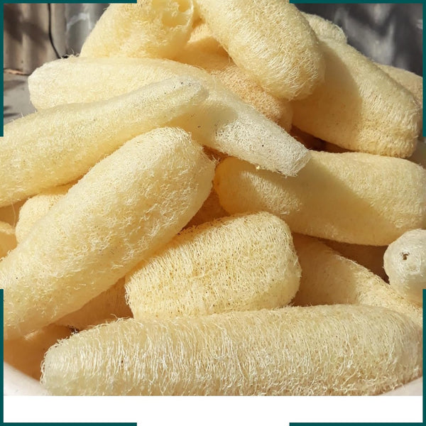 10 Pcs (5 – 7 Inches) Shower Loofah Exfoliating Body Scrubber | Natural Loofah Sponge | Bath for Loofah for Men and Women | Pack of 10 1 Count