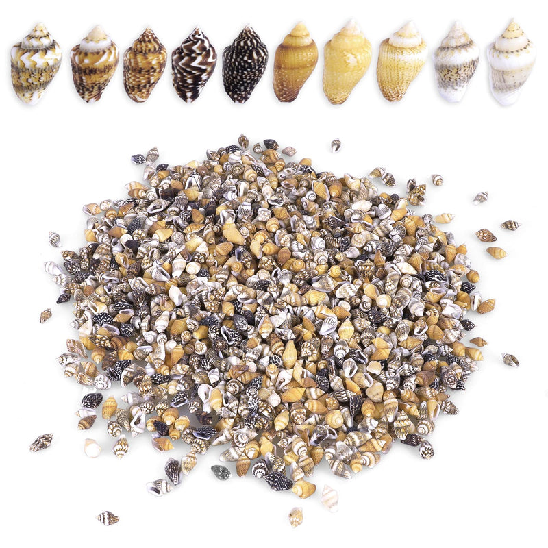 2000 PCS Tiny Mini Small Sea Shells for Crafting Spiral Conch Shells for Crafts Charms for Home Decorations Candle Decor DIY Fish Tank and Beach