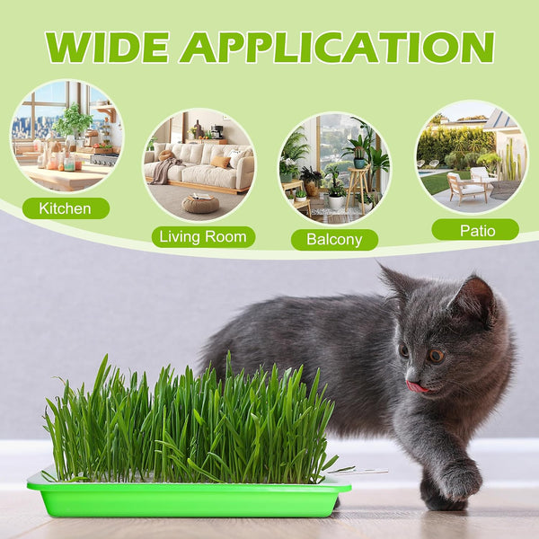 EBaokuup 5 Pcs Seed Sprouter Tray with Drain Holes - BPA Free Seed Germination Propagation Trays, Soil-Free Wheatgrass Bean Sprouts Microgreens