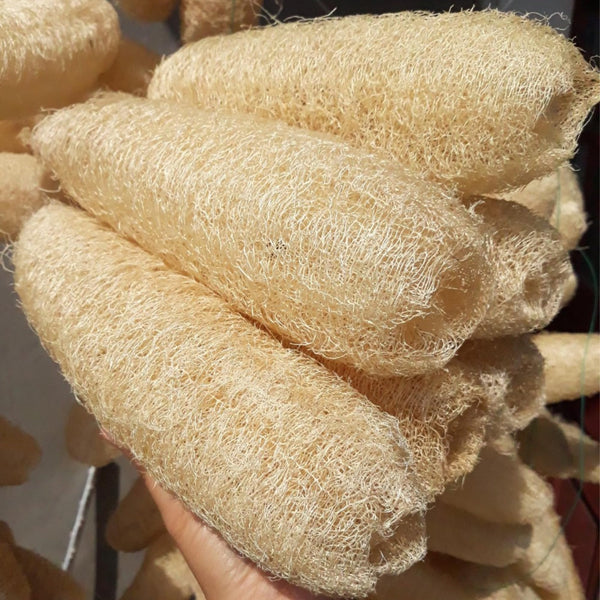 10 Pcs (5 – 7 Inches) Shower Loofah Exfoliating Body Scrubber | Natural Loofah Sponge | Bath for Loofah for Men and Women | Pack of 10 1 Count