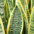 Altman Plants Live Snake Plant (Superba), Approx. 13" Tall, Virtually Indestructible, Easy Succulent Houseplant, 4 in Pot Sansevieria Superba
