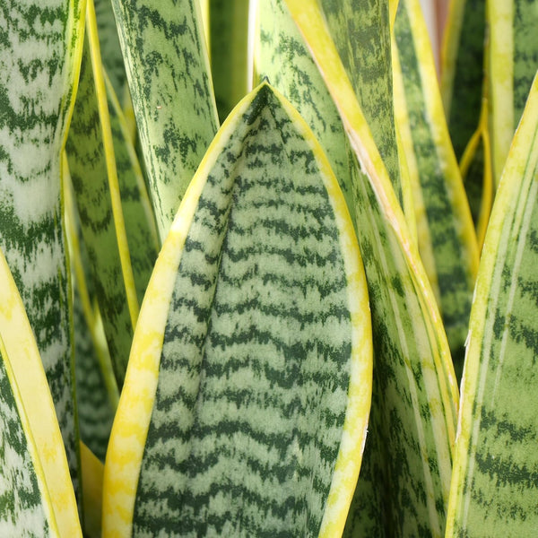 Altman Plants Live Snake Plant (Superba), Approx. 13" Tall, Virtually Indestructible, Easy Succulent Houseplant, 4 in Pot Sansevieria Superba