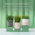 Lifelines Plant Diffuser with Essential Oil Blend - Modern Planter, Succulent - Rechargeable Aromatherapy Diffuser, Artificial Faux Plants Home &