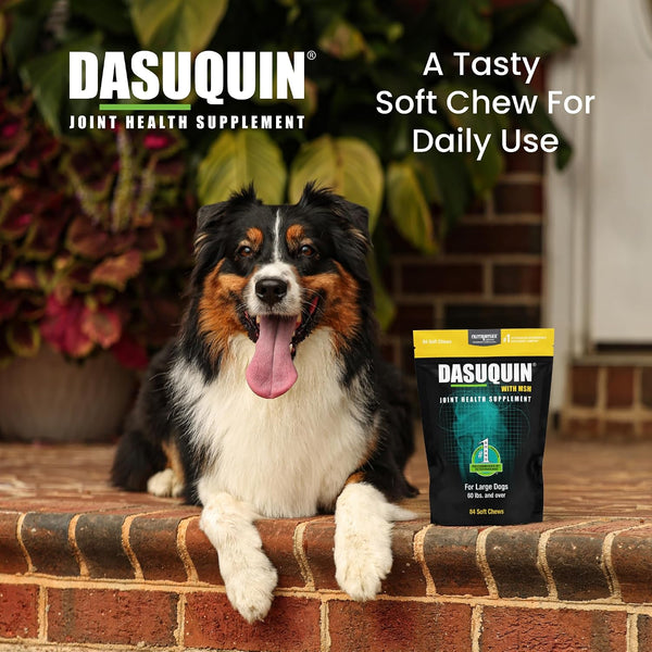 Nutramax Dasuquin MSM Joint Supplement for Large Dogs, Soft Chews, 84ct | Glucosamine and Chondroitin, ASU, MSM, Supports Healthy Joints, For Dogs
