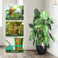 EcoNour 2 Pack Moss Poles for Plants – 28" Monstera Plant Support Stakes, Coir Plant Sticks for Indoor Climbing Plants, Pothos, Philodendron &