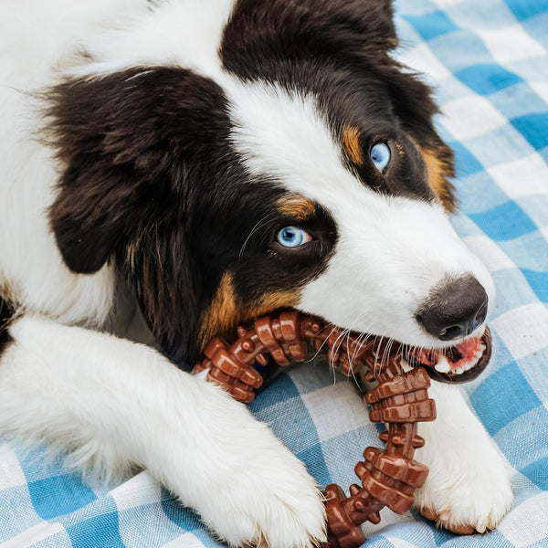 Nylabone Power Chew Textured Ring Dog Chew Toy, Flavor Medley, X-Large | Durable dog toys, long lasting, discourages destructive chewing,