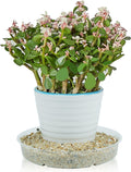 Idyllize 10 Pieces of 4 inch, Clear Plastic Plant Saucer Drip Trays for pots (4")