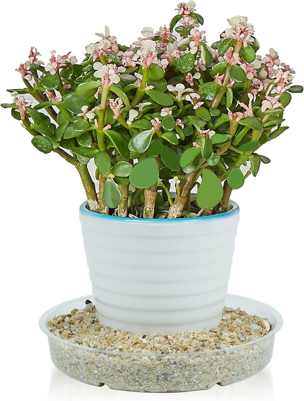 Idyllize 10 Pieces of 4 inch, Clear Plastic Plant Saucer Drip Trays for pots (4")