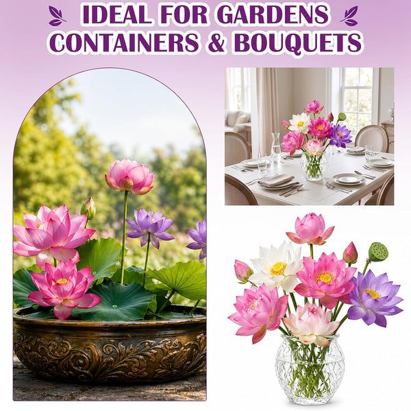 30+ Pcs Bonsai Bowl Lotus Seeds, Water Lily Flower Plant Seed Flowering Aquatic Fresh Garden Seeds for Pond Home Planting Ornamental(Mixed Color)