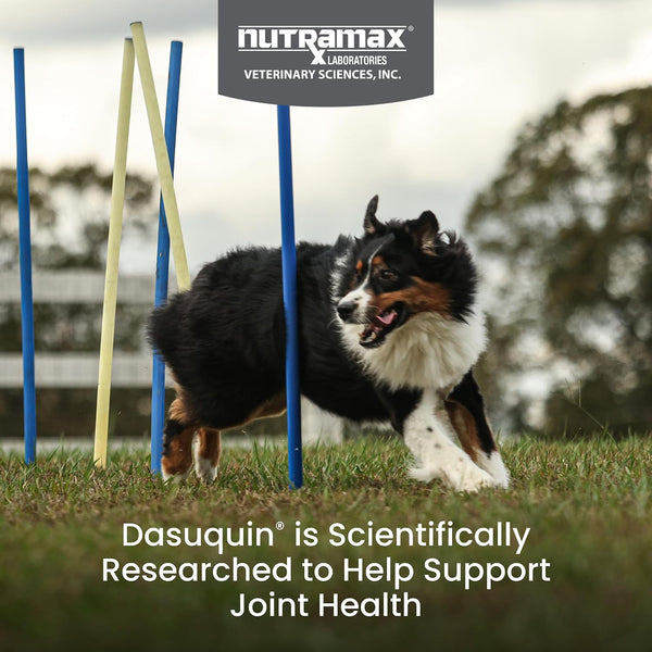 Nutramax Dasuquin MSM Joint Supplement for Large Dogs, Soft Chews, 84ct | Glucosamine and Chondroitin, ASU, MSM, Supports Healthy Joints, For Dogs