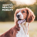 Cloud Star Dynamo Dog Soft Chews Hip & Joint Grain Free Dog Treats, Bacon & Cheese, 14 Oz. Pouch