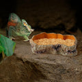 Reptile Food Water Resin Rock Bowls Lizard Gecko Worm Feeding Dish Mini | Amphibian Feeder Bowl Terrarium Decor for Bearded Dragons, Chameleon,