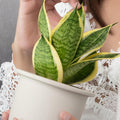 Altman Plants Live Snake Plant (Superba), Approx. 13" Tall, Virtually Indestructible, Easy Succulent Houseplant, 4 in Pot Sansevieria Superba