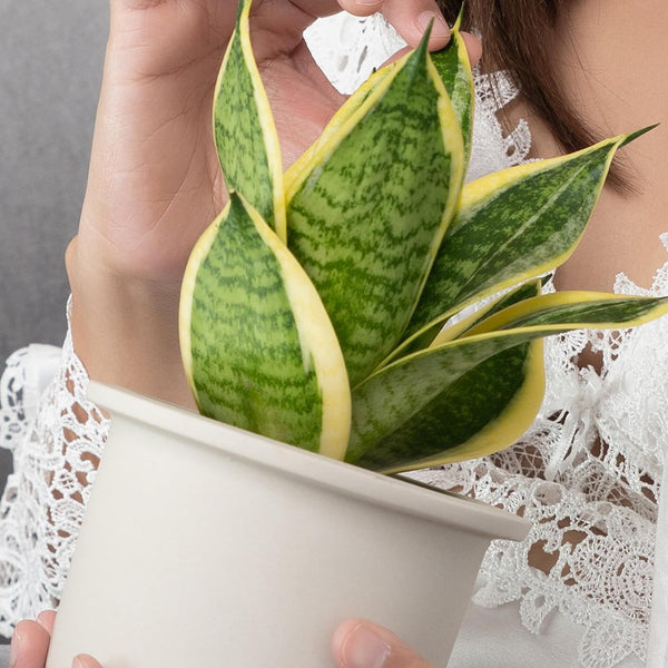 Altman Plants Live Snake Plant (Superba), Approx. 13" Tall, Virtually Indestructible, Easy Succulent Houseplant, 4 in Pot Sansevieria Superba