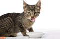 Hartz Hairball Remedy plus Salmon Flavored Paste for Cats and Kittens, 2.5 Ounce