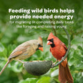 Kaytee Wild Bird Seed & Mealworm Seed Cake Food For Bluebirds, Chickadees, Woodpeckers and More, 1.4 Pound 1.4 Pound (Pack of 1)