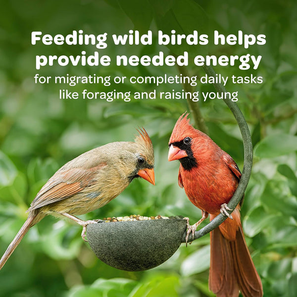 Kaytee Wild Bird Seed & Mealworm Seed Cake Food For Bluebirds, Chickadees, Woodpeckers and More, 1.4 Pound 1.4 Pound (Pack of 1)