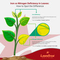 LawnStar Liquid Iron (32 OZ) for Plants - Multi-Purpose, Suitable for Lawn, Flowers, Shrubs, Trees - Treats Iron Deficiency, Root Damage & Color