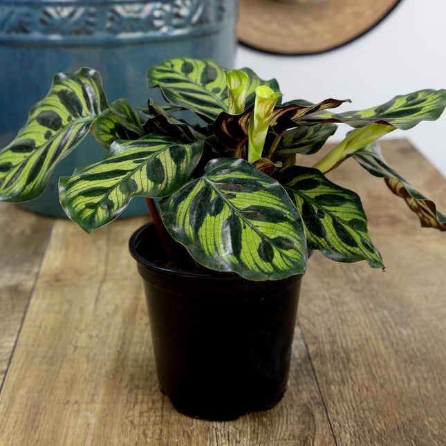 Essential Houseplant Collection (3PK) Live Plants Indoor Plants Live Houseplants in Plant Pots, Easy House Plants Indoor