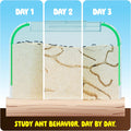 Dan&Darci Ant Farm Kit for Kids - Farms Colony - Includes Ants Voucher - Sand Habitat Kits - Bug Terrarium House - Educational Science Gifts for