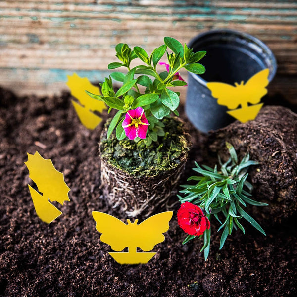 Fruit Fly Traps Fungus Gnat Traps Yellow Sticky Bug Traps 36 Pack No Harm and Odorless for Indoor Outdoor Use Protect The Plant 36 Pack-A Yellow