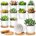T4U 2.5 Inch Small White Succulent Planter Pots with Bamboo Tray round Set of 12, Ceramic Succulent Air Plant Flower Pots Cactus Faux Plants